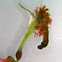 Arthrochilus irritabilis, Glasshouse Mountains, QLD