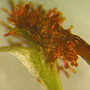 Arthrochilus irritabilis, Glasshouse Mountains, QLD