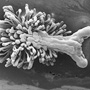 Arthrochilus rosulatus, callus from above, Cooktown, QLD