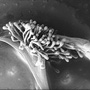 Arthrochilus rosulatus, labellum and callus from side, Cooktown, QLD