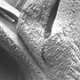 Arthrochilus rosulatus, base of sepals and petals showing papillae, Shiptons Flat, QLD