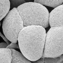 Arthrochilus rosulatus, pollen tetrads, Cooktown, QLD