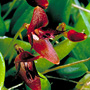 Blepharochilum