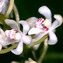 Brachypeza