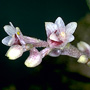 Bryobium