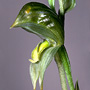 Bunochilus