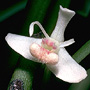 Cadetia