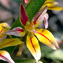 Caladenia