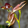 Caleana