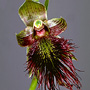 Calochilus