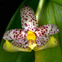 Carparomorchis