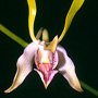 Ceratobium
