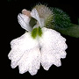 Cheirostylis