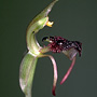 Chiloglottis