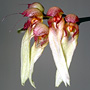 Cirrhopetalum