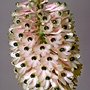 Coelandria