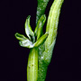 Cooktownia