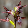Corunastylis