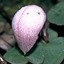 Corybas