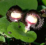 Corysanthes