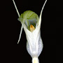 Crangonorchis