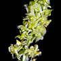 Crepidium