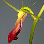 Cryptostylis