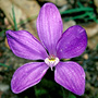 Cyanicula