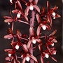 Cymbidium