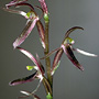 Cyrtostylis