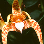 Dichopus