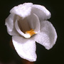 Didymoplexis