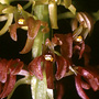 Dienia