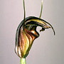 Diplodium