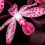 Dipodium