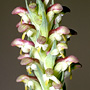 Disa