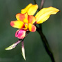 Diuris