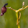 Drakaea