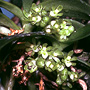 Drymoanthus