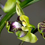 Eleutheroglossum