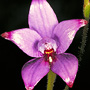 Elythranthera