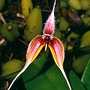 Ephippium