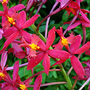 Epidendrum
