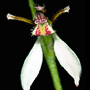 Eriochilus