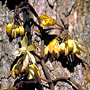 Erythrorchis