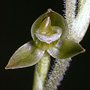 Eucosia