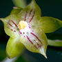 Eulophia
