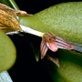 Fruiticicola