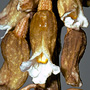 Gastrodia