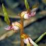 Genoplesium